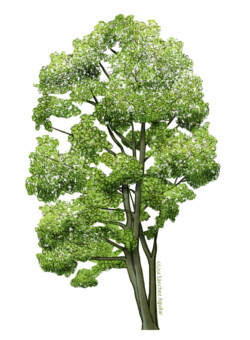 Maple (Acer platanoides) tree
