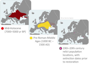 European bison habitat distribution through time in Europe