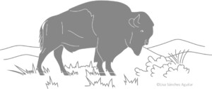 American bison in open landscape