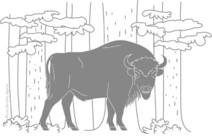 European bison in front of forest