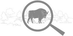 European bison under magnifying glass in open landscape