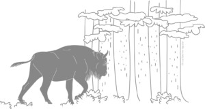 European bison entering forest