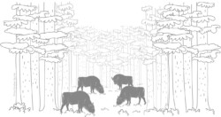 European bison in forest clearing