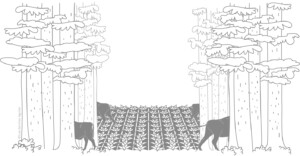 European bison entering forest, open space taken up by agriculture