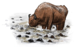 European bison in winter with dung around