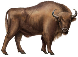 European bison lateral