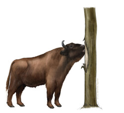 European bison debarking