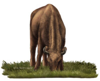European bison grazing grass frontal