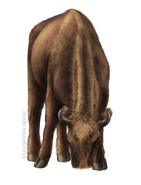 European bison grazing (without grass) frontal