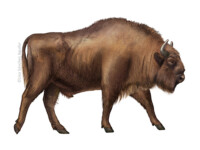 European bison walking