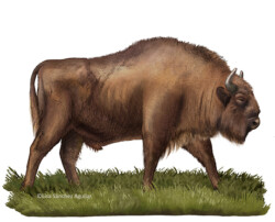 European bison walking on grass