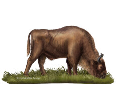 European bison grazing grass lateral