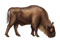 European bison grazing grass (without grass) lateral