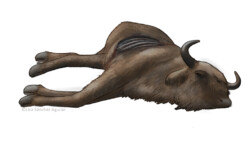 European bison carcass