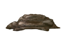 Dung
