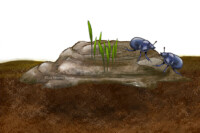 Dung with grass and beetles on soil