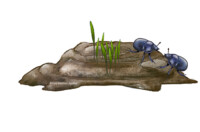 Dung with grass and beetles