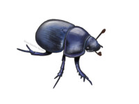 Dung beetle (Anoplotrupes stercorosus)
