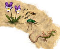Sand with wild pansy, tiger beetle, a species of bee wolf, a species of mining bee and sand lizard