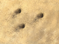 Sand with wasp holes
