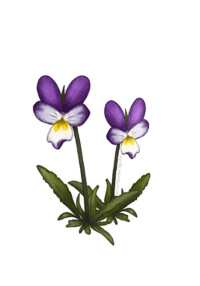 Wild pansy