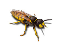 Bee wolf (Philanthus triangulum)