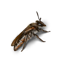 Mining bee (Andrena ventralis)