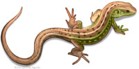 Sand lizard (Lacerta agilis)