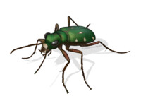Tiger beetle (Cicindela campestris)