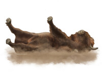 European bison wallowing