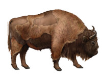 European bison moulting
