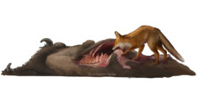 European bison carcass scavenged by red fox