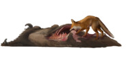European bison carcass scavenged by red fox