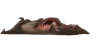 European bison carcass
