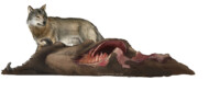 European bison carcass and wolf