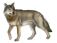 Wolf (Canis lupus)