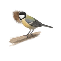 Great tit (Parus major)