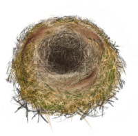 Great tit nest