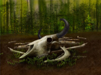 European bison skull with other bones