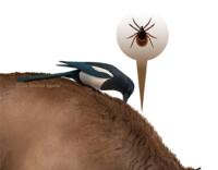 Magpie on European bison fur, eating ticks