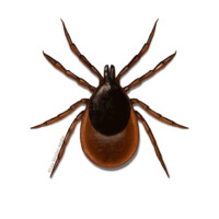 Tick (Ixodes ricinus)