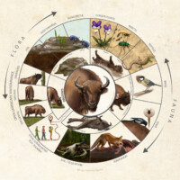 European bison role in nature (texture background)