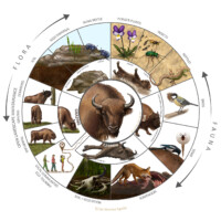European bison role in nature