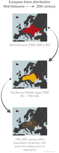 Map of declines in historical geographic range of the European bison