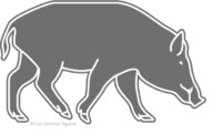 Wild boar (Sus scrofa)
