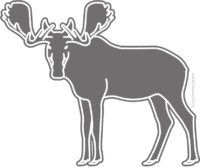 Moose (Alces alces)