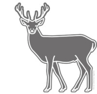 Red deer (Cervus elaphus)