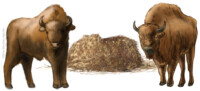 Two European bison with haystack