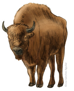 European bison