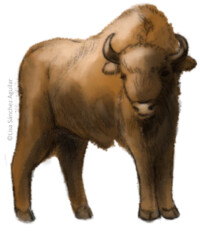 European bison